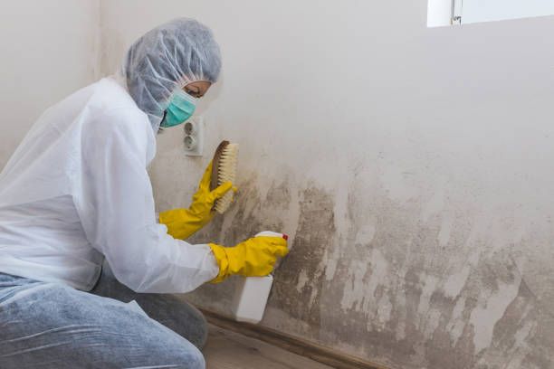 Best Crawl Space Mold Remediation in Liberty Triangle, FL