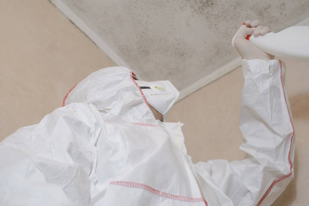 Best HVAC Mold Remediation in Liberty Triangle, FL