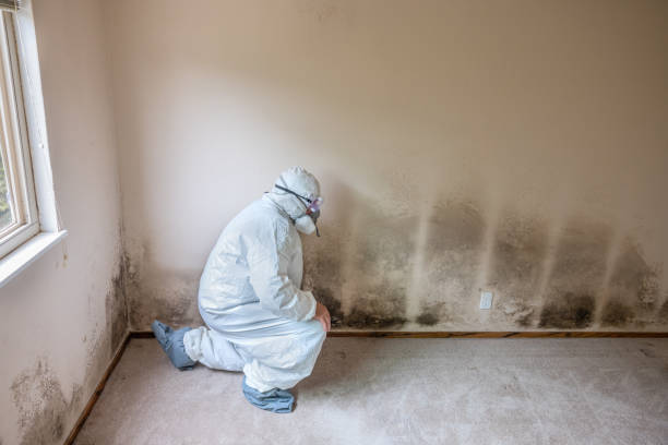 Best DIY Mold Remediation Support Services in Liberty Triangle, FL