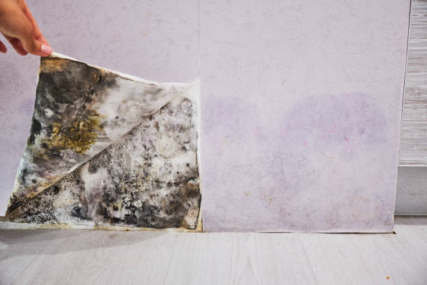 Best Post-Flood Mold Remediation in Liberty Triangle, FL